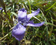 Fialový kvet 